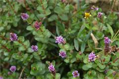 Rotala rotundifolia